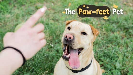The Paw-fect Pet